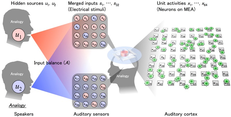 Illustration for article titled What Siri Can Learn from Your Brain About Tuning Out Noise in a Crowded Room
